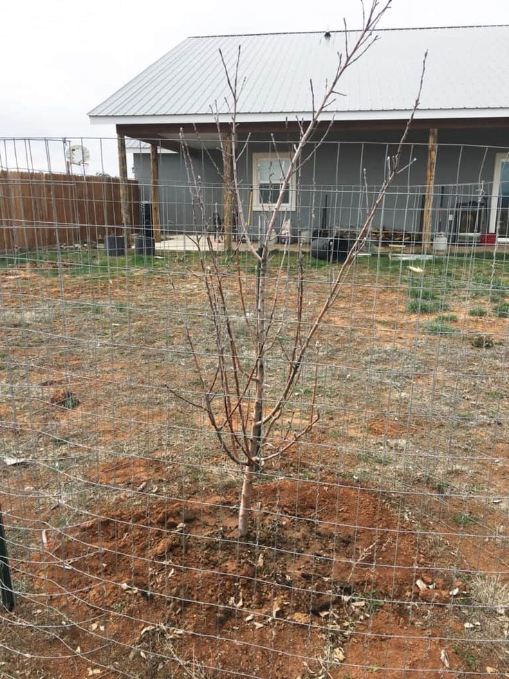 Do you love the idea of overflowing fruit trees in your own orchard? Planting fr...
