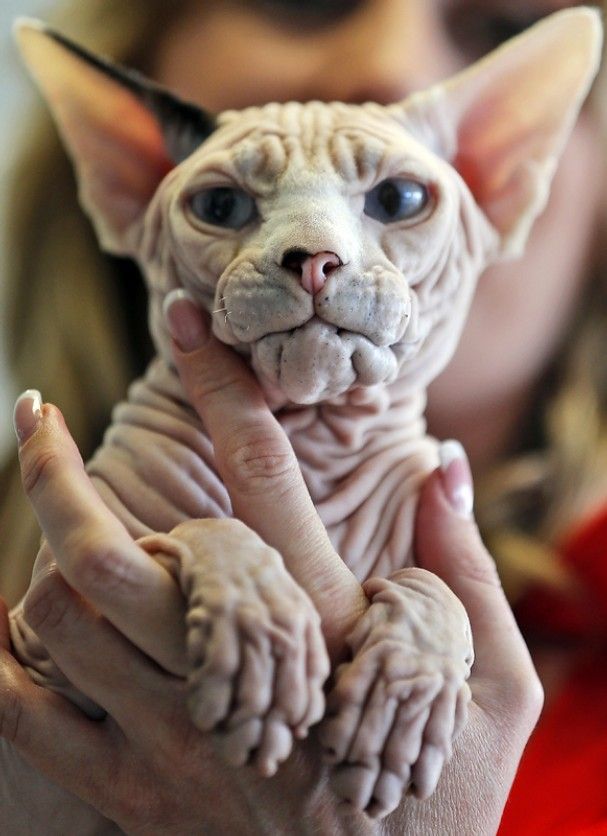 Smallest Cat In The World Guinness 2013 best 25+ world cat ideas on pinterest | types of cats, races of Smallest Cat In The World Guinness 2013 best 25+ world cat ideas on pinterest | types of cats, races of