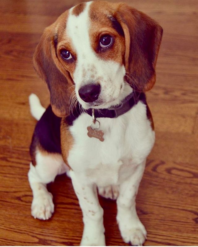 Marco The Blue Tick Beagle 2017 Beagle Dog Cute Beagles Beagle