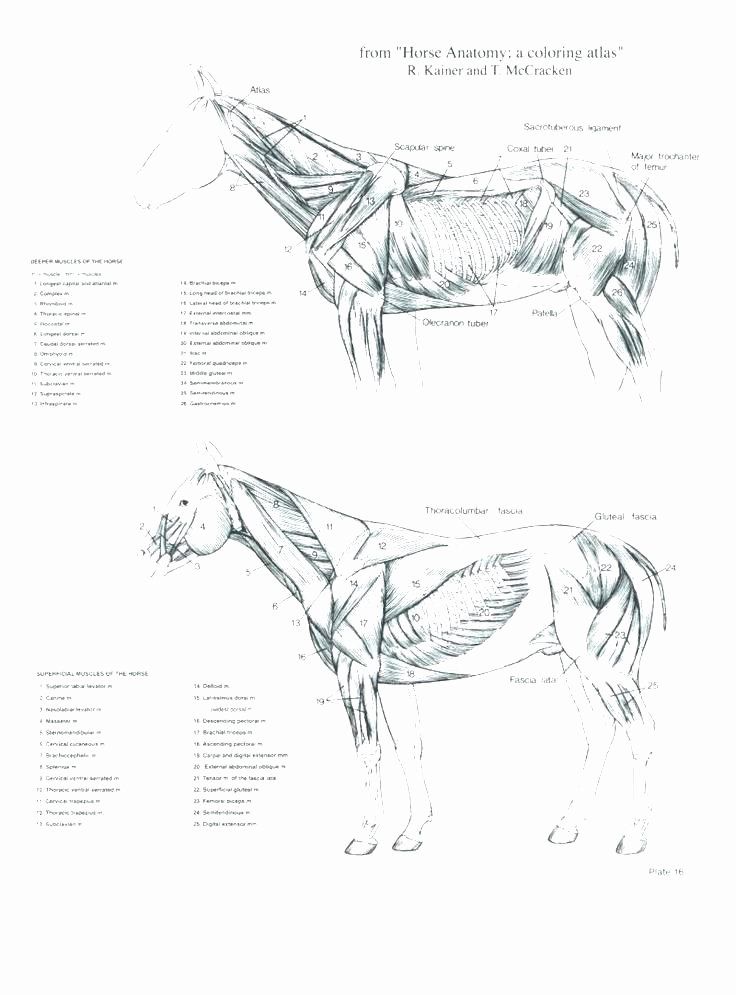 Saunders Veterinary Anatomy Coloring Book Luxury Saunders Veterinary Anatomy Coloring Book – Coloring Pages In 2020 Horse Anatomy, Anatomy Coloring Book, Horses - Saunders Veterinary Anatomy Coloring Book Luxury Saunders Veterinary Anatomy Coloring Book – Coloring Pages In 2020 Horse Anatomy, Anatomy Coloring Book, Horses