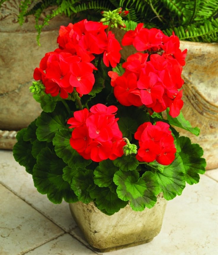 geraniums