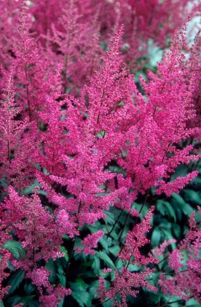 elizabeth van veen astilbe a lovely rose pink astilbe garden ideasshade gardenvanastilbeflower - Flower Garden Ideas Minnesota elizabeth van veen astilbe a lovely rose pink astilbe garden ideasshade gardenvanastilbeflower - Flower Garden Ideas Minnesota