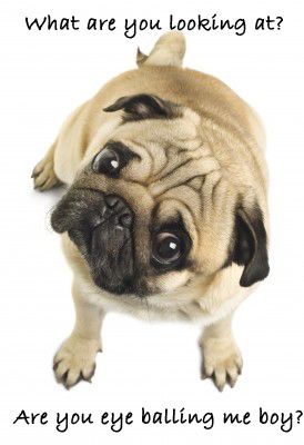 Best Dry Dog Food For Greyhounds Uk Best Dry Dog Food For Greyhounds Uk