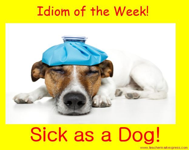 Sick As A Dog Sick Idioms Dogs