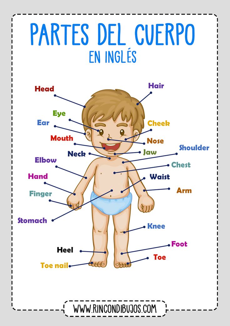 misil Educación moral Mamut Pin en Partes del Cuerpo en Inglés