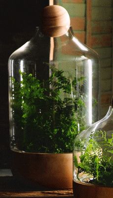 22 best TERRARIUMS & PLANTERS images on Pinterest Extra Danish Copenhagen Terrarium
