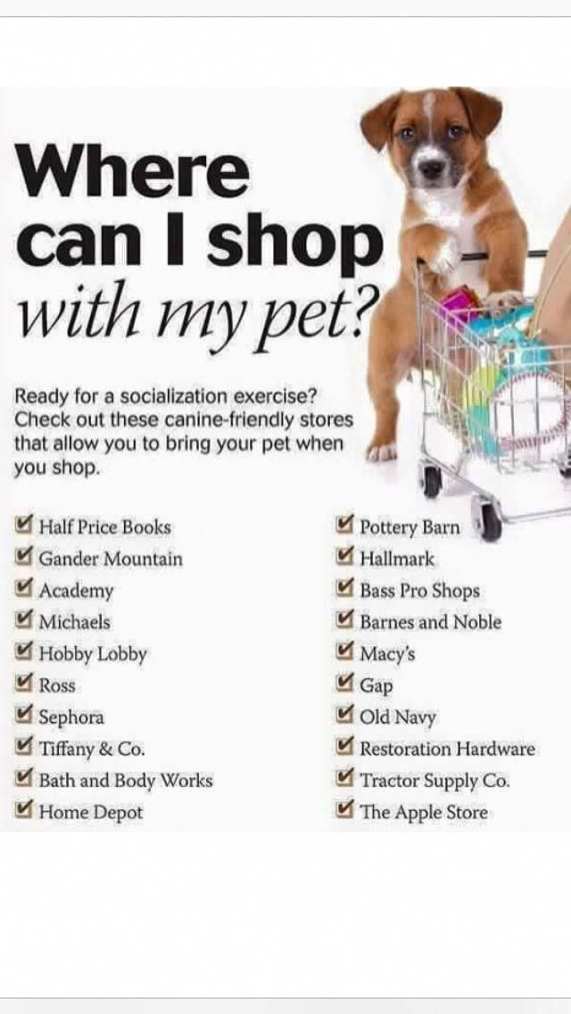 Basic Dog Training Instructions Dogtrainingtips Dogtraininghacks