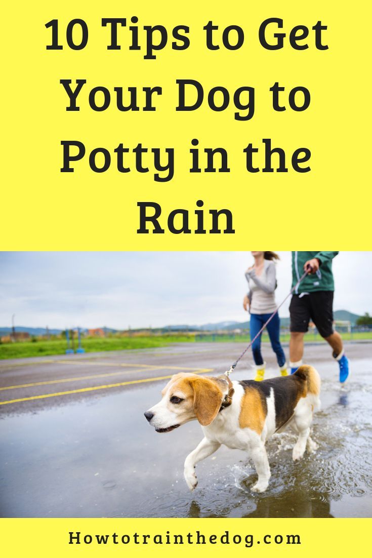 How To Get Your Dog To Use The Bathroom Outside Training Your Dog Dog Training Your Dog