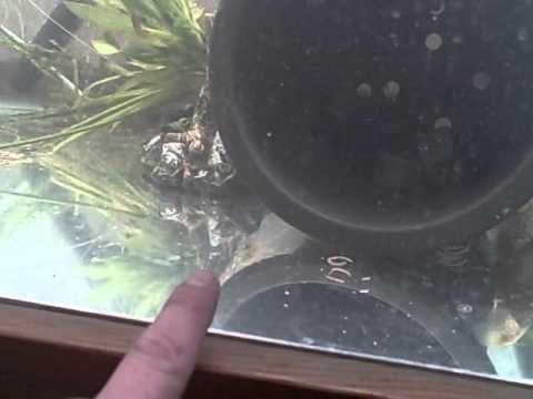 tilapia farming and breeding