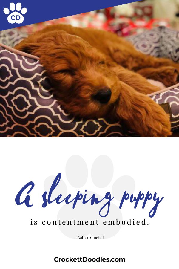 Pin By Rebecca Goff On Funny Animals Dog Lover Quotes Sleeping