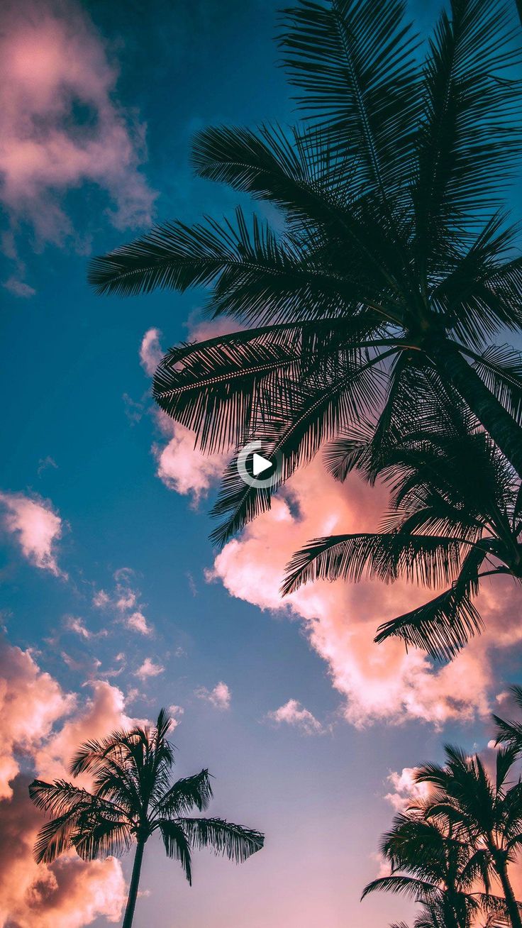 palm leaves background beach wallpaper leaf background background images coconut tree removal on palm leaves background beach wallpaper leaf background background images palm leaves background beach