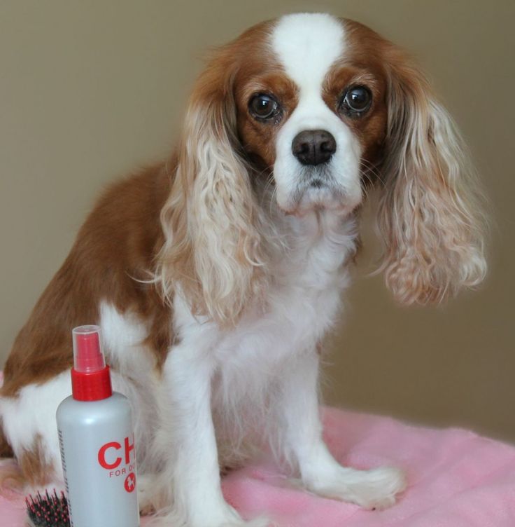 Cavalier King Charles Spaniel Food Recipes Cavalier King Charles Spaniel Food Recipes