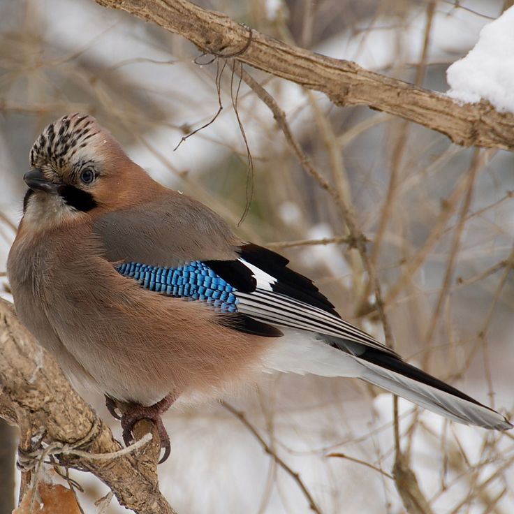 Image result for Eurasian Jay among bracken and berries Pinterest