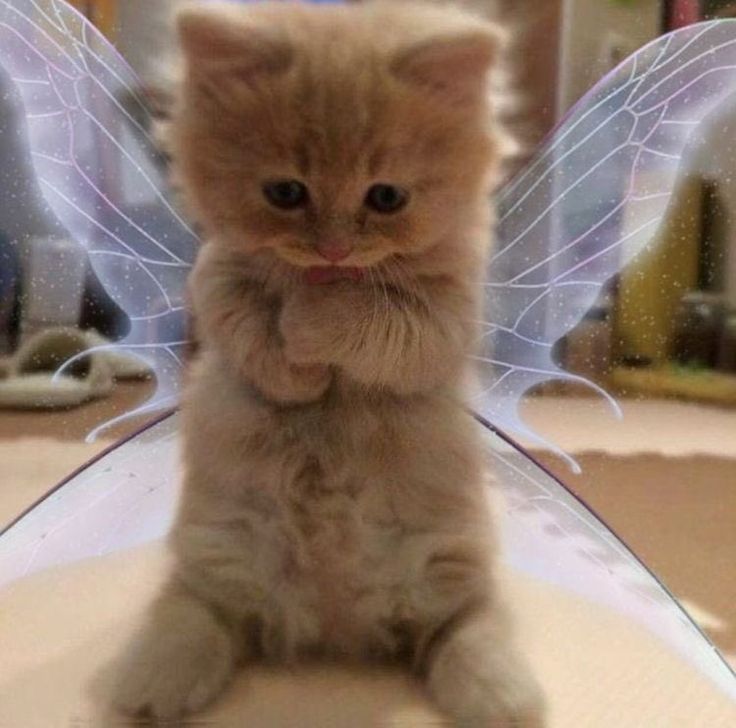 In 21 Baby Cats Cute Baby Animals Cute Animals In 21 Baby Cats Cute Baby Animals Cute Animals