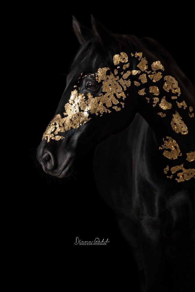 Equestrian Photography Diana Wahl Le Cheval Est D Or Equestrian Photography Diana Wahl Le Cheval Est D Or