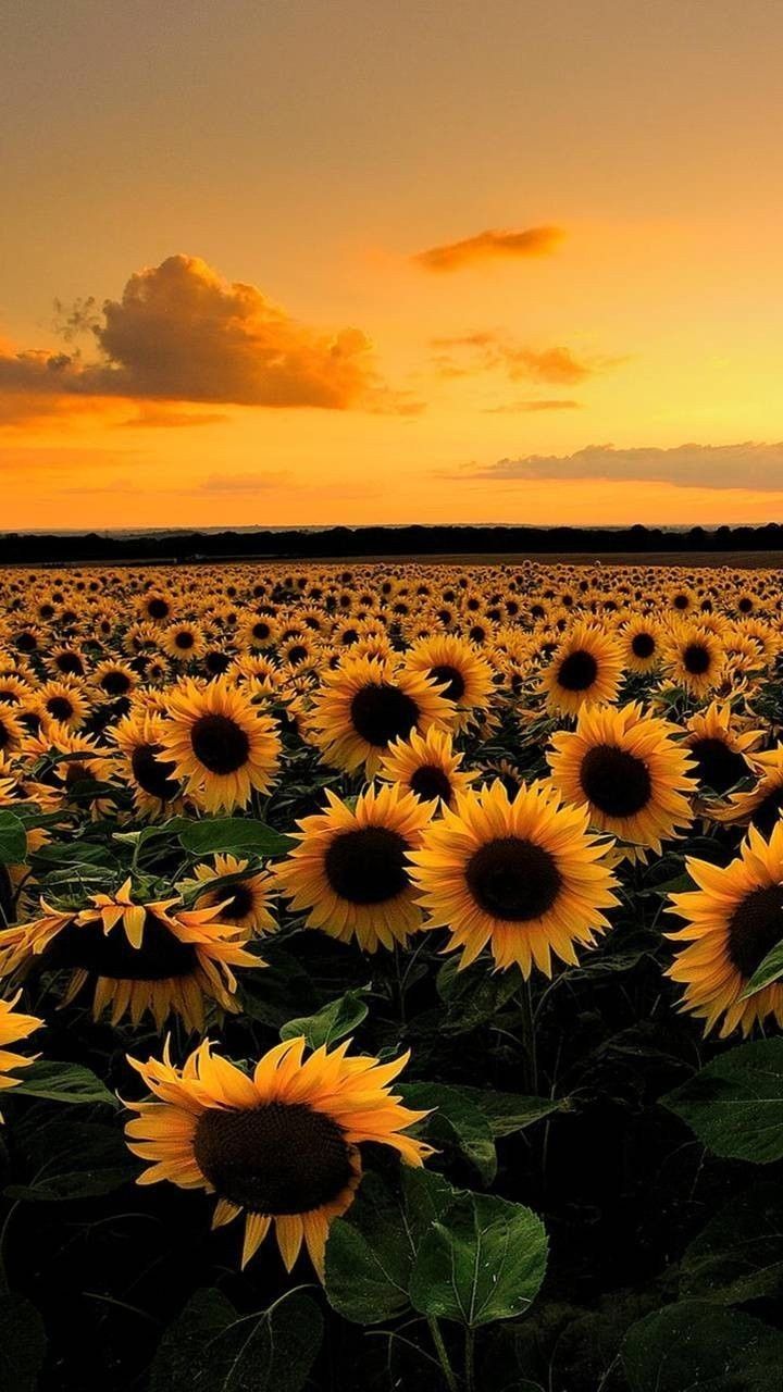 Sunflower Sunset Iphone Wallpaper Sunflowers | Sunflower wallpaper, Nature photography, Sunflower iphone