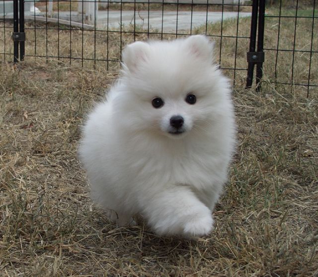 American Eskimo Dog Toy Personality American Eskimo Dog Toy Personality