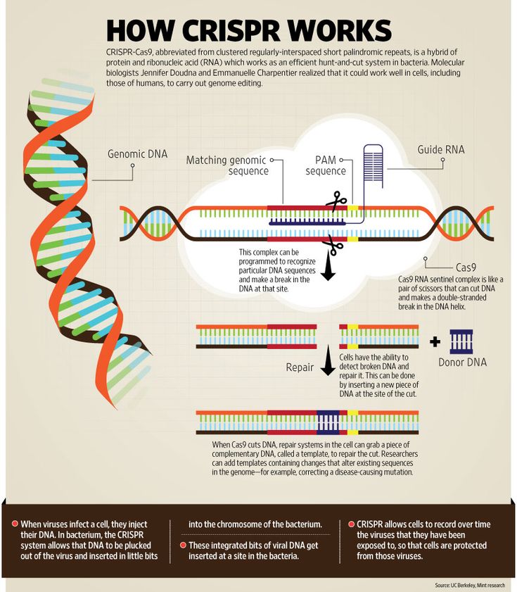 1212 best Desarrollo images on Pinterest Animais, Animales and Animaux - new blueprint gene expression 1212 best Desarrollo images on Pinterest Animais, Animales and Animaux - new blueprint gene expression