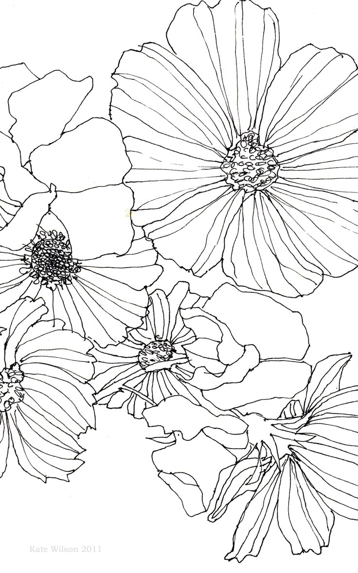 Uncategorized Flower Drawing Simple best 25 flower drawings ideas on pinterest draw flowers cosmos and sweet pea