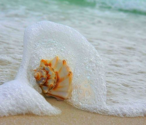 Image result for shell on the shore