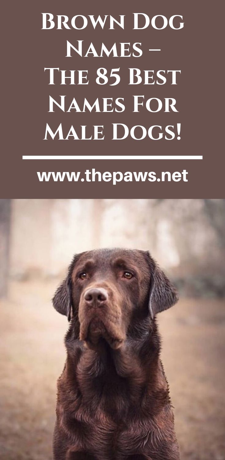 Brown Dog Names The 85 Best Names For Male Dogs Brown Dog Names brown-dog-names-the-85-best-names-for-male-dogs-brown-dog-names