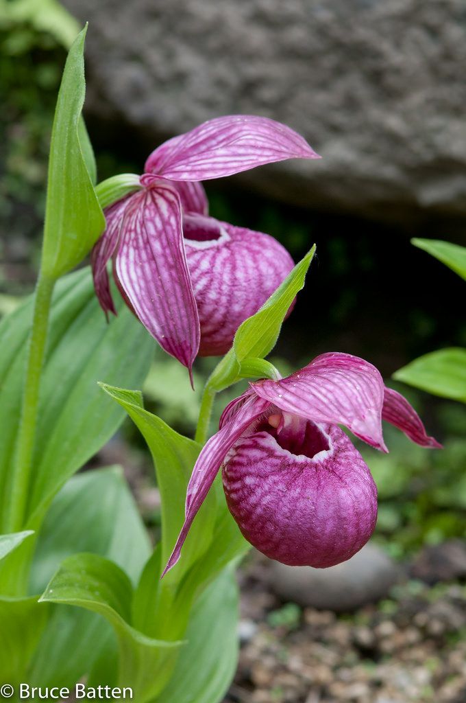 purple slipper orchid 120 best purple flowers images on beautiful purple slipper orchid 120 best purple flowers images on beautiful
