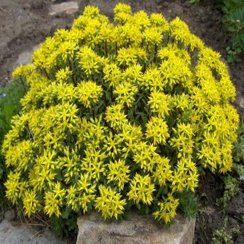 Sedum acre cancer
