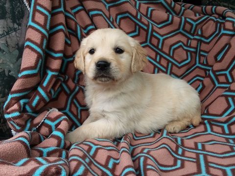Golden Retriever Puppy For Sale In Cantril Ia Adn 70530 On