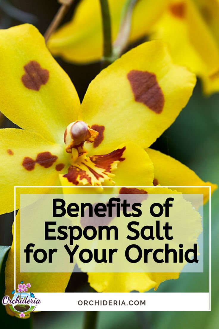 Fertilizer Supplements Is Epsom Salt Good For Orchids Orchideria In fertilizer-supplements-is-epsom-salt-good-for-orchids-orchideria-in