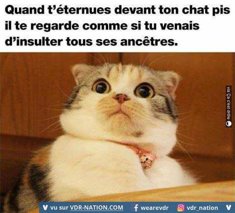 image drole - Image