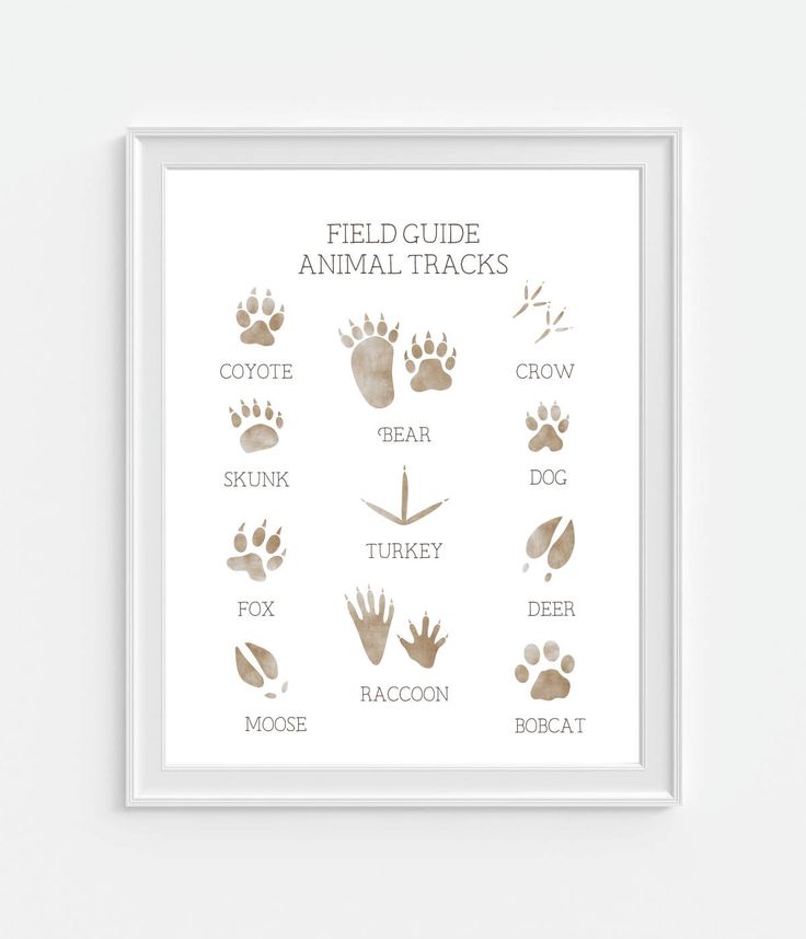 Animal Tracks Art Print, Boys Wall Art, Woodland Nursery Animal, Field