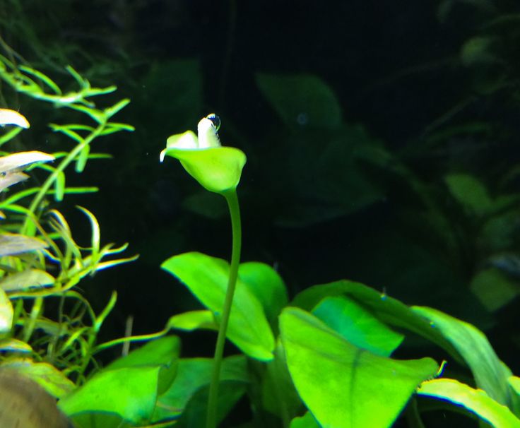 アヌビアスの花 生き物 昔 花 アヌビアスの花 生き物 昔 花