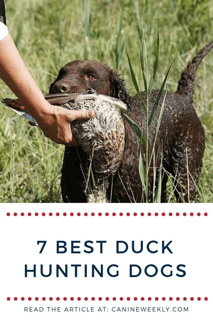 Looking To Have A Retrieving Dog Breed To Help Fetch Or Retrieve