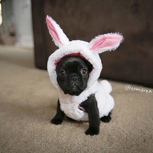 pug costumes for sale best 25 pugs in costume ideas on pug costume pugs and pug puppies pug costumes for sale best 25 pugs in costume ideas on pug costume pugs and pug puppies