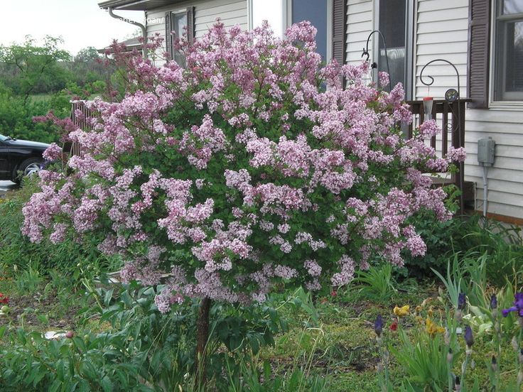74 besten Pflanzen Bilder auf Pinterest Blumen, Garten und - poolanlagen im garten 74 besten Pflanzen Bilder auf Pinterest Blumen, Garten und - poolanlagen im garten