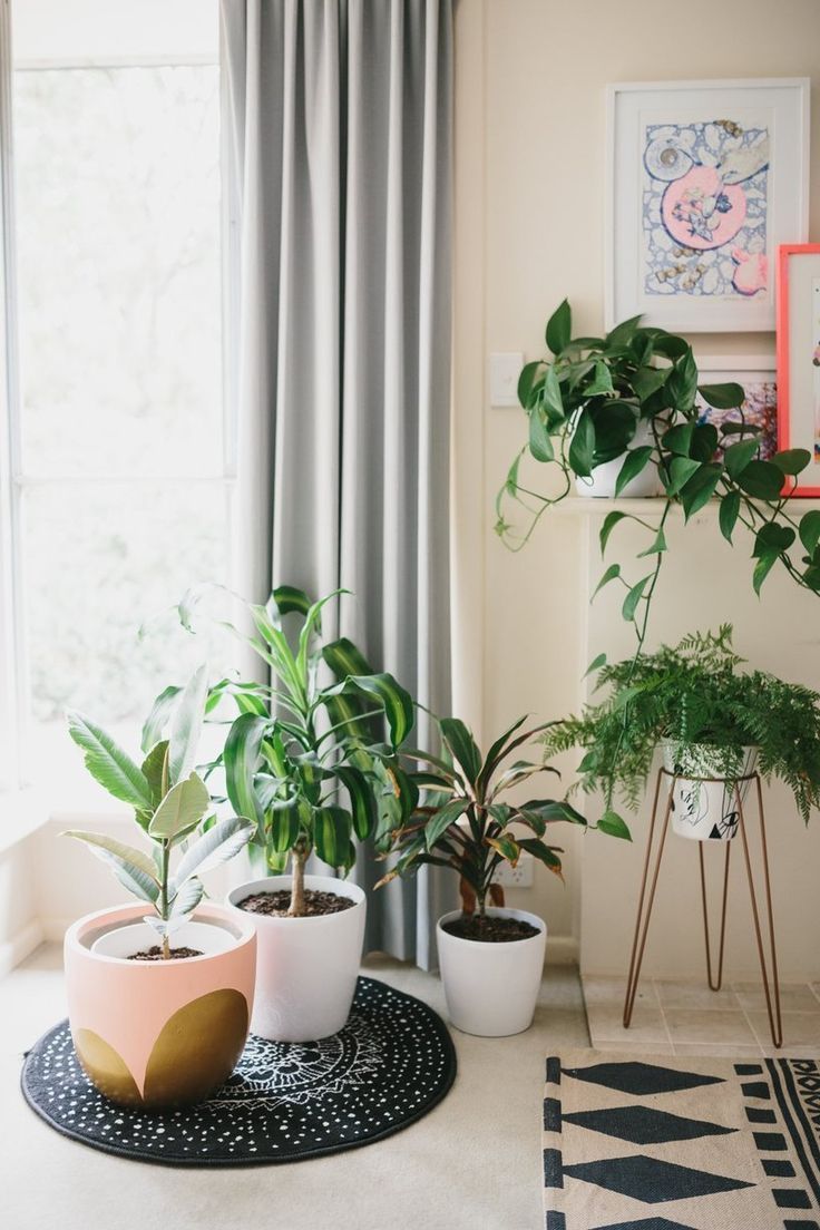 How to Place Houseplants Around Your Home How to Place Houseplants Around Your Home new pictures How to Place Houseplants Around Your Home How to Place Houseplants Around Your Home new pictures