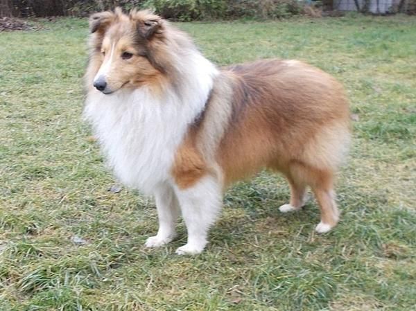 Wunderschoner Sheltierude 1 Hunde Aus Buch Hunde Hunde Welpen Welpen Kaufen