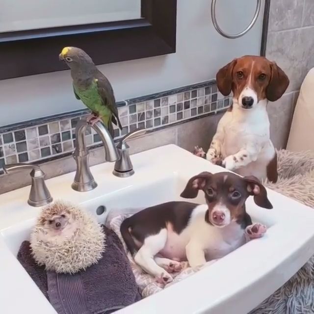 Dachshunds Parrot And Hedgehog Funny Animals Funny