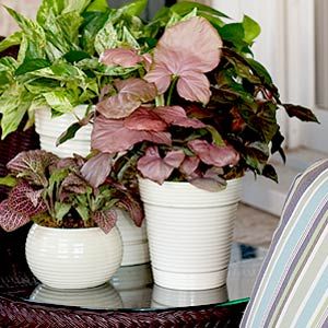 45 best Winter Care Tips for Houseplants images on Pinterest P Allen Smith Garden Home