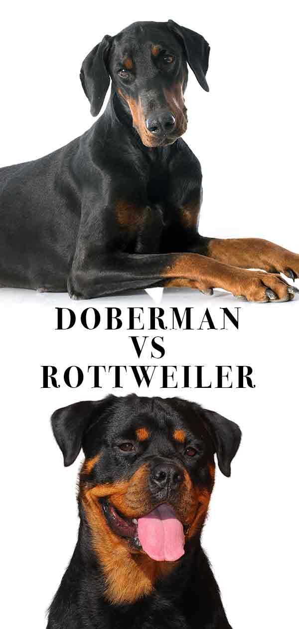 Doberman Vs Rottweiler Similar Looks But Different Personalities