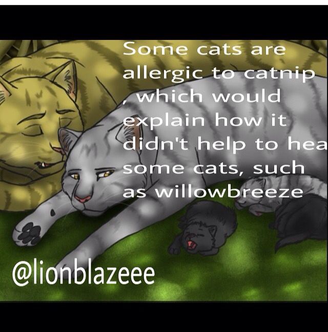 What Warrior Cat Am I Test What Warrior Cat Am I Test