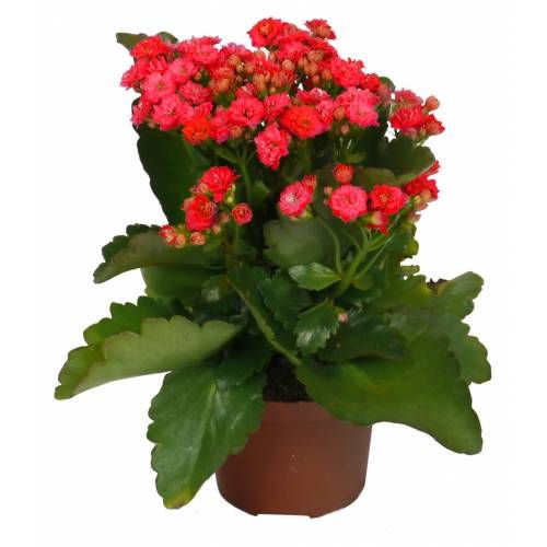 Red Flowering House Plants 23 best house plants images on pinterest | indoor house plants Red Flowering House Plants 23 best house plants images on pinterest | indoor house plants
