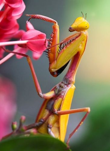 praying mantis prey praying mantis prey