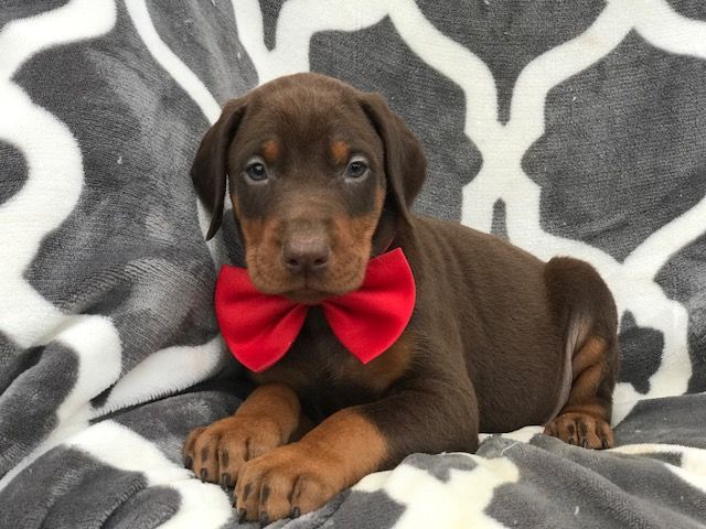 Doberman Pinscher Puppy For Sale In East Earl Pa Adn 66488 On