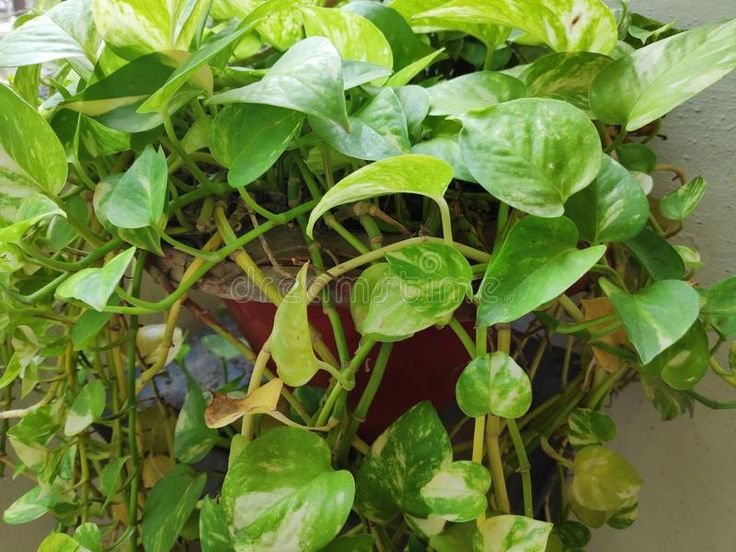 Money Plant twigs. Indoor money plant twigs sprouting out of a pot , #AFFILIATE,… – Pattern Vectors Black And White Money Plant twigs. Indoor money plant twigs sprouting out of a pot , #AFFILIATE,… – Pattern Vectors Black And White