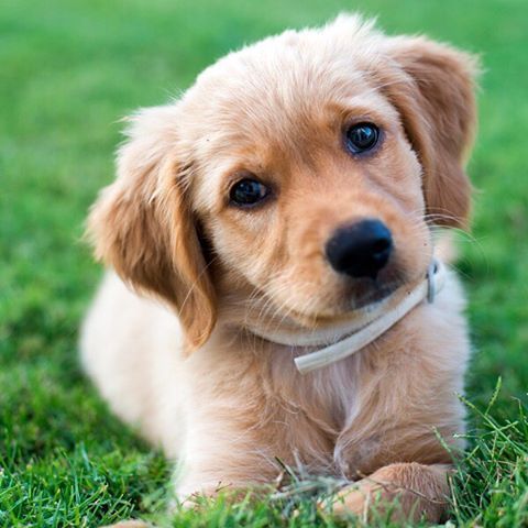Best Dog Dryer For Golden Retrievers Best Dog Dryer For Golden Retrievers