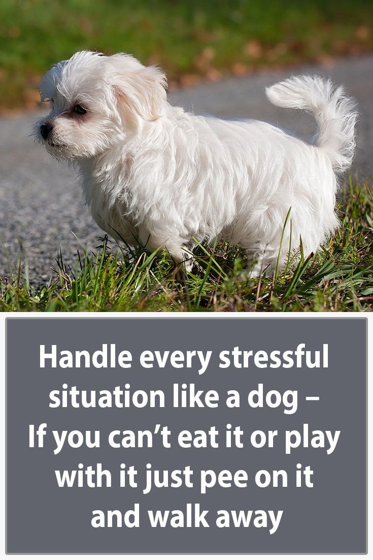 Our 17 Favorite Dog Quotes Heart Warming Quotes About Dogs Dog