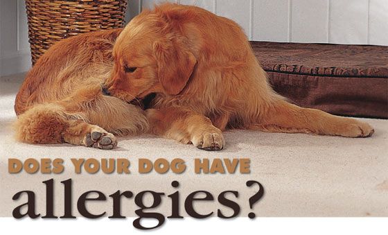 Best Dog Food For Pug With Skin Allergies Best Dog Food For Pug With Skin Allergies