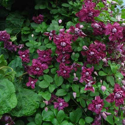 Clematis viticella Purpurea Plena Elegans - Friedrich M. Westphal