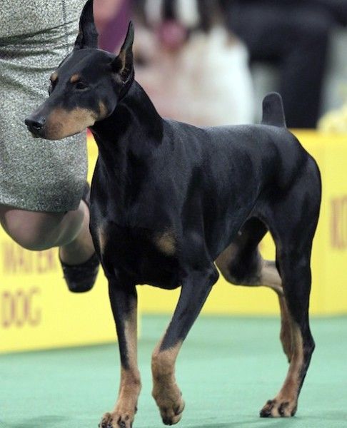 National Dog Show Best In Breed Competition Doberman National Dog Show Best In Breed Competition Doberman